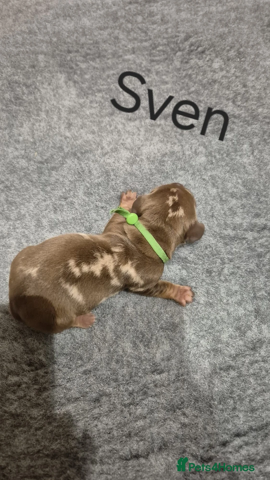 Miniature Dachshund dogs for sale: 7 mini dachshunds Exeter Devon  - Advert 11