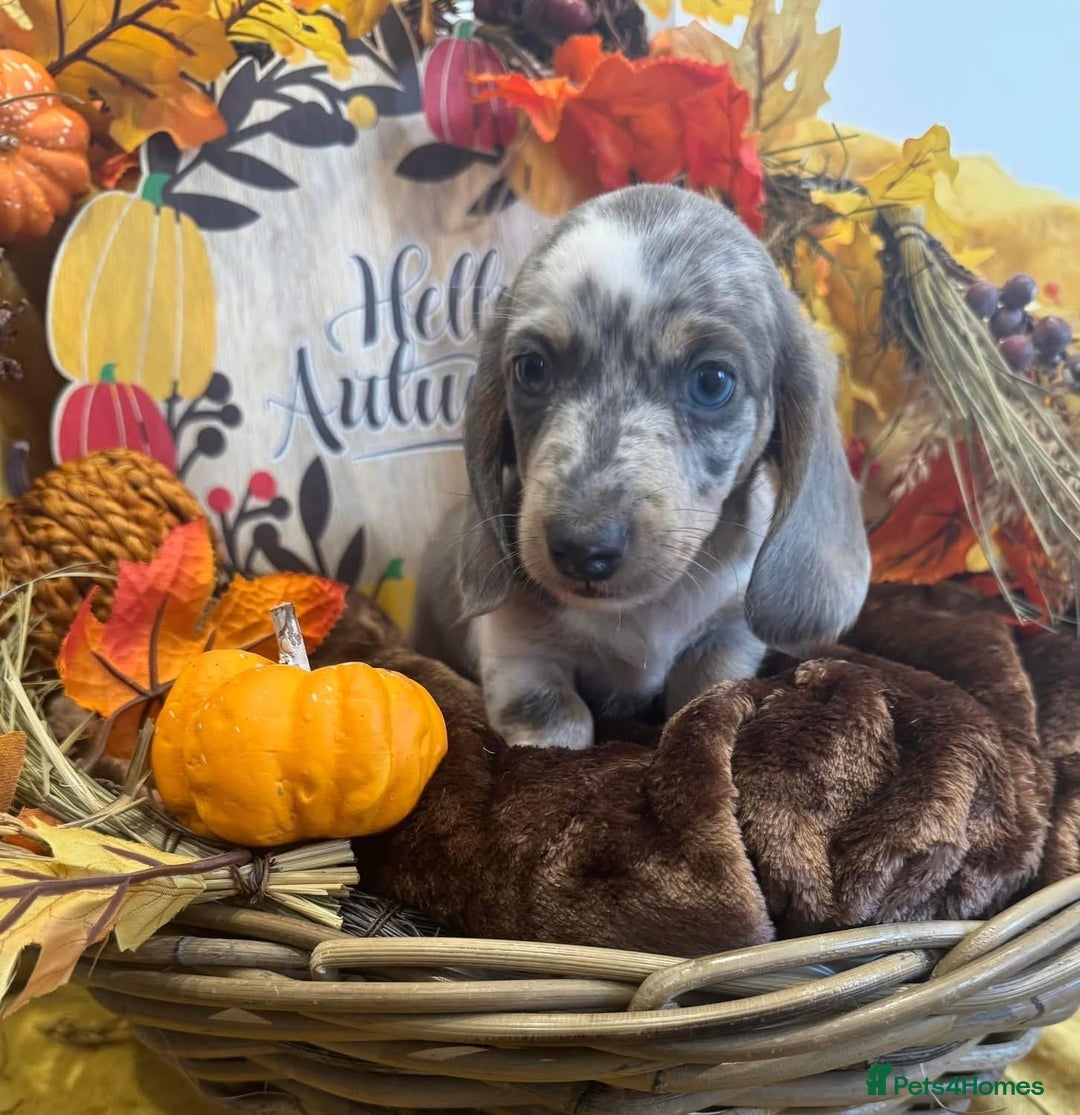 Miniature Dachshund dogs for sale: Miniature dachshunds - Advert 38