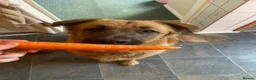 Mixed Breed dogs for sale: Bull Mastiff cross German Shepard Boy - Advert 8