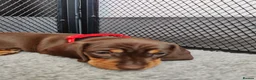 Miniature Dachshund dogs for sale: Beautiful home-reared Miniature Dachshund Puppies - Advert 12