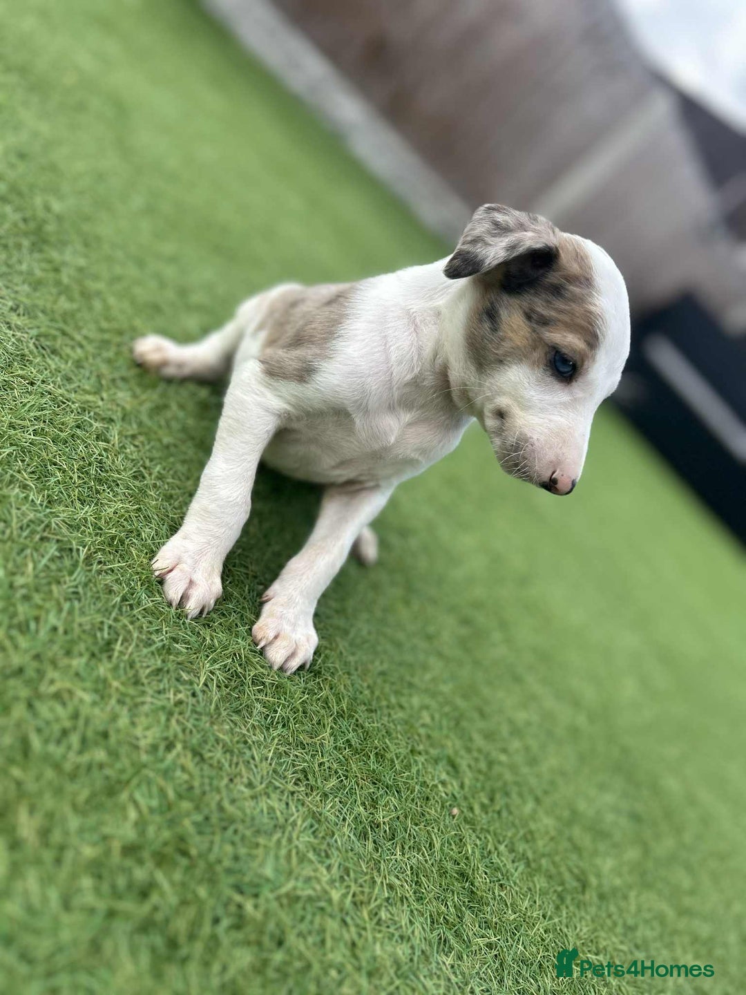 Lurcher dogs for sale: ‼️ collie greyhound puppies ‼️ - Image 6