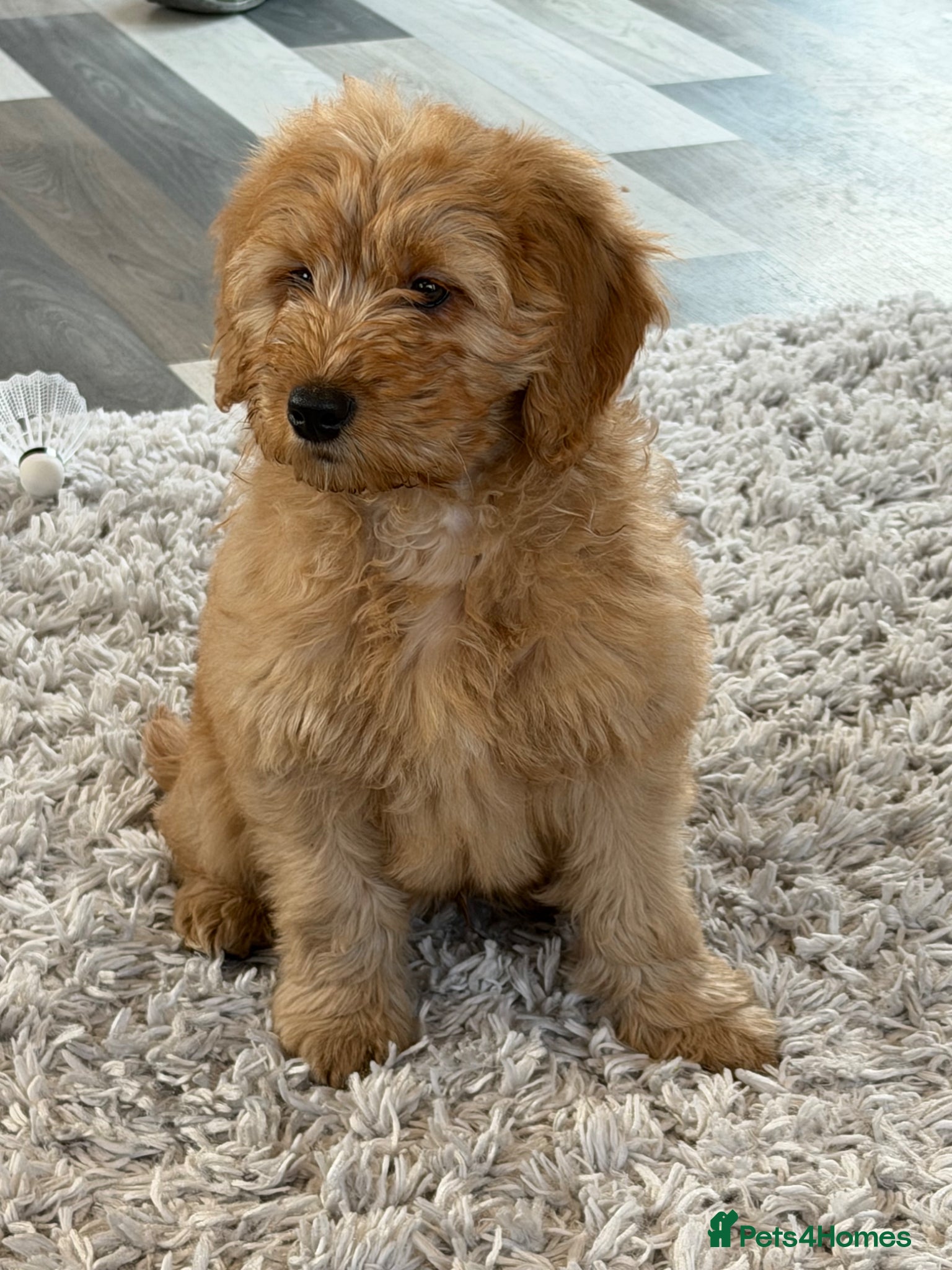 Mini Goldendoodle dogs Ready now Lovely Golden doodle puppies ready now  - Advert 4