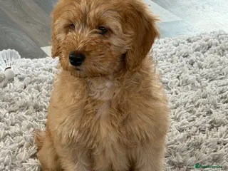 Mini Goldendoodle dogs Ready now Lovely Golden doodle puppies ready now - Advert 4