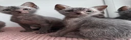 Lykoi cats for sale: Lykoi Kittens  - Advert 8