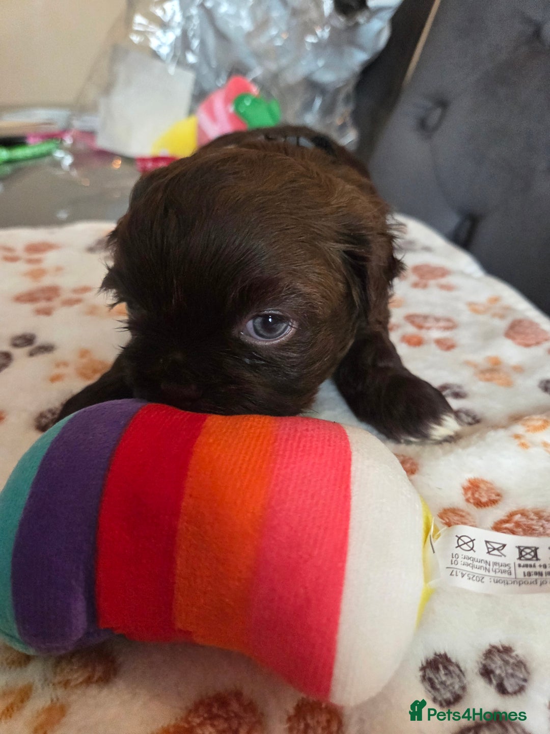 Shih Tzu dogs for sale: Shih Tzu Puppies For Sale  - Advert 12