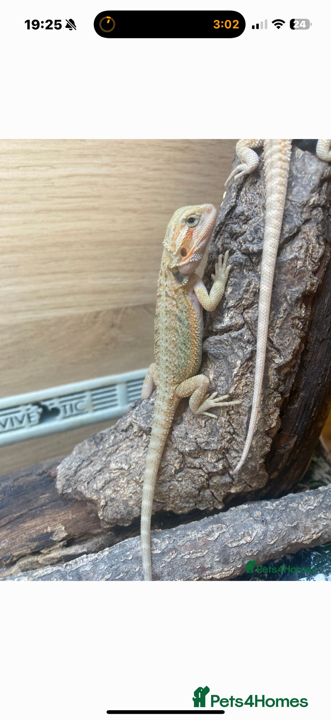 Bearded Dragon reptiles for sale: Full set up and two juvenile bearded dragons  - Advert 6