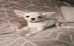 Chihuahua dogs for sale: 3 Handsome (KC) Chihuahua boys left (New photos) - Image 19