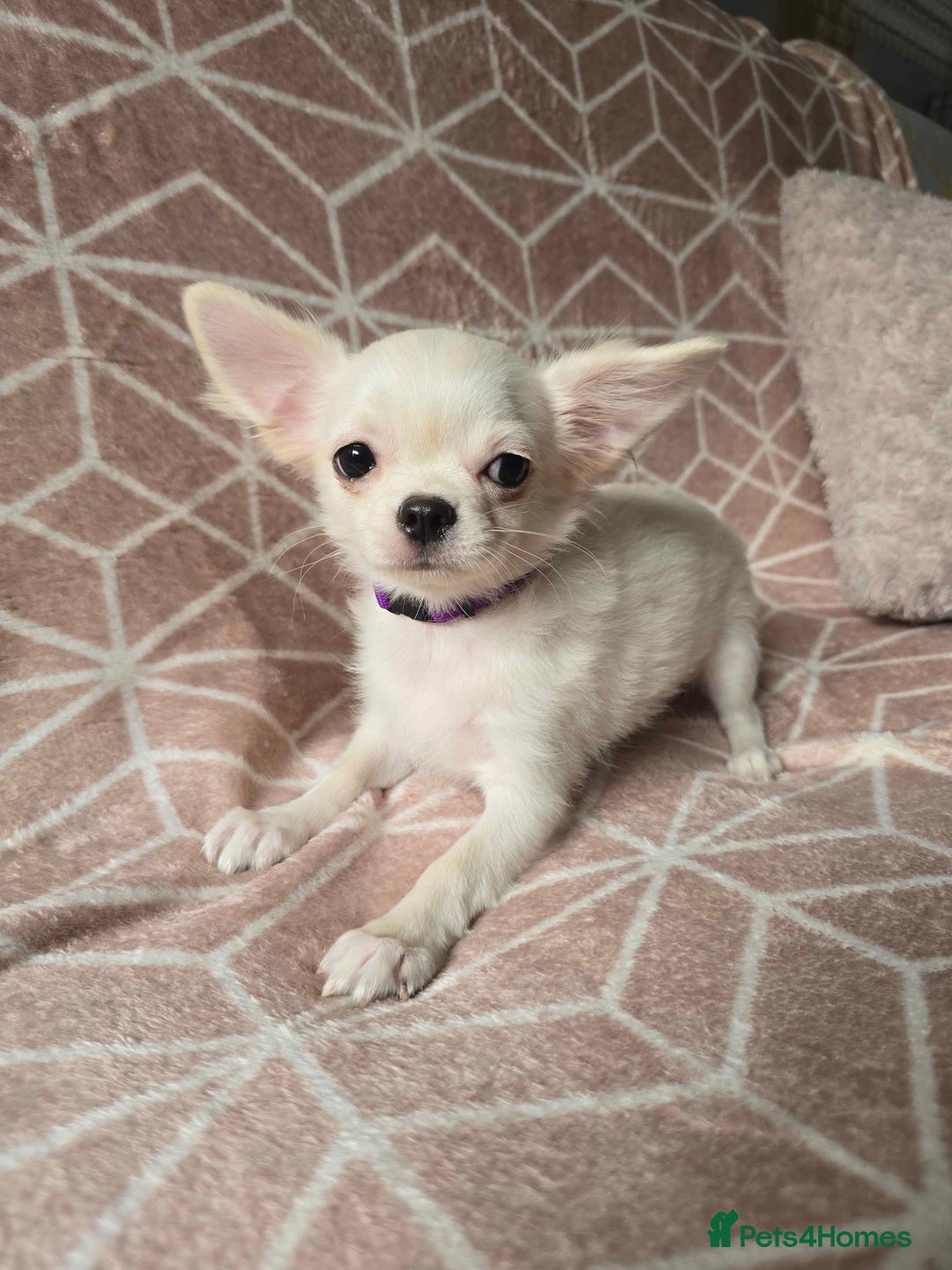 Chihuahua dogs for sale: 3 Handsome (KC) Chihuahua boys left (New photos) - Image 19