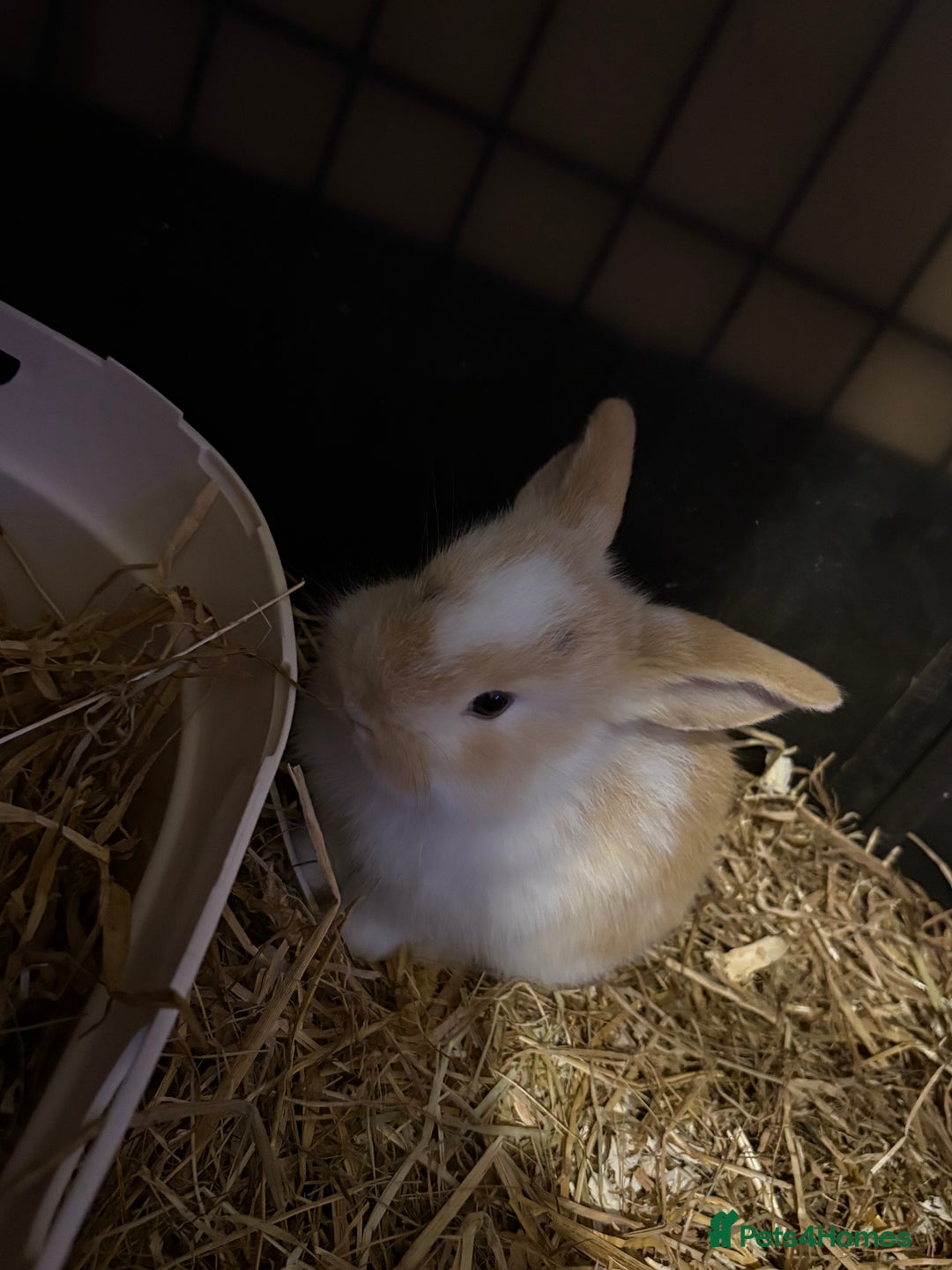 Mini Lop rabbits for sale: 4 mini lops for sale  - Advert 3