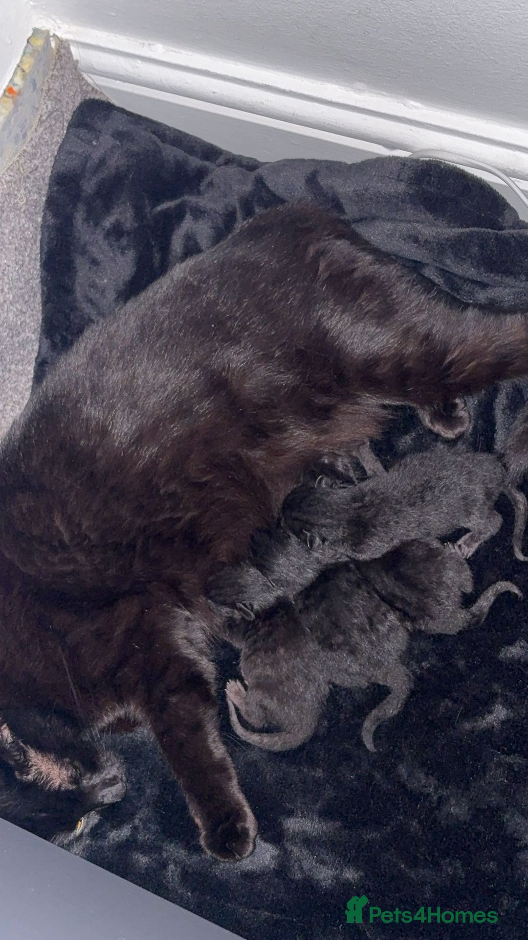Bombay cats for sale: Kitten  - Image 2
