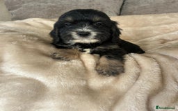 Cockapoo dogs for sale: Adorable F1 cockapoo puppies  - Image 2