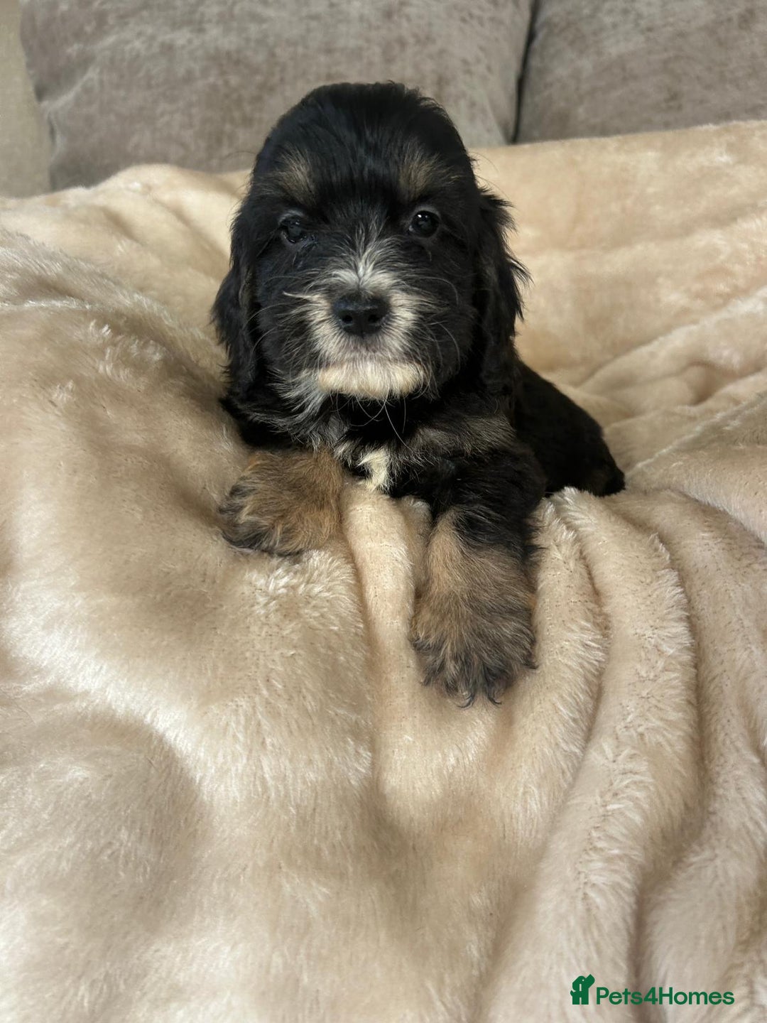 Cockapoo dogs for sale: Adorable F1 cockapoo puppies  - Image 2