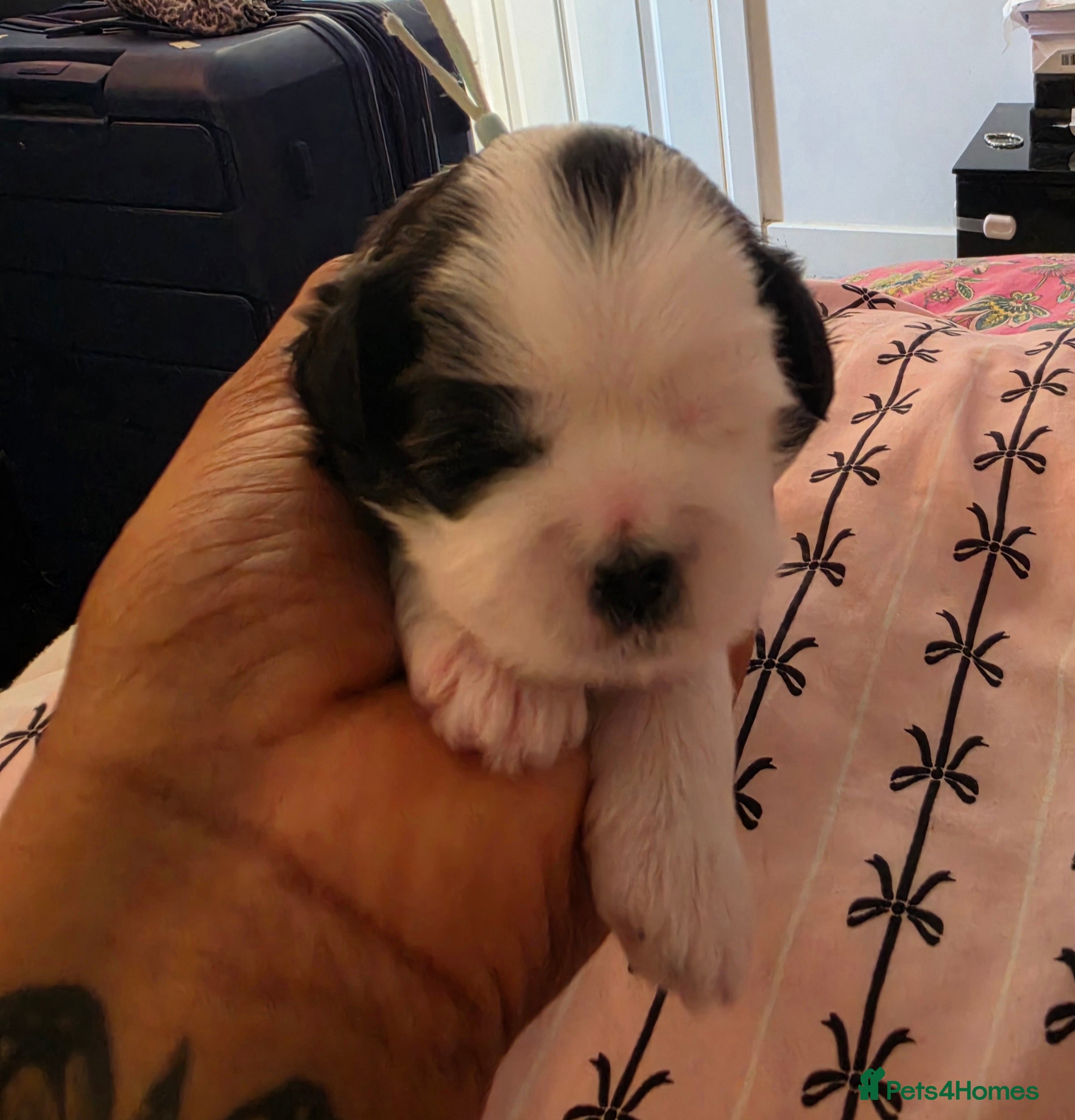 Shihpoo dogs Shih tzu x Shihpoo - Advert 2