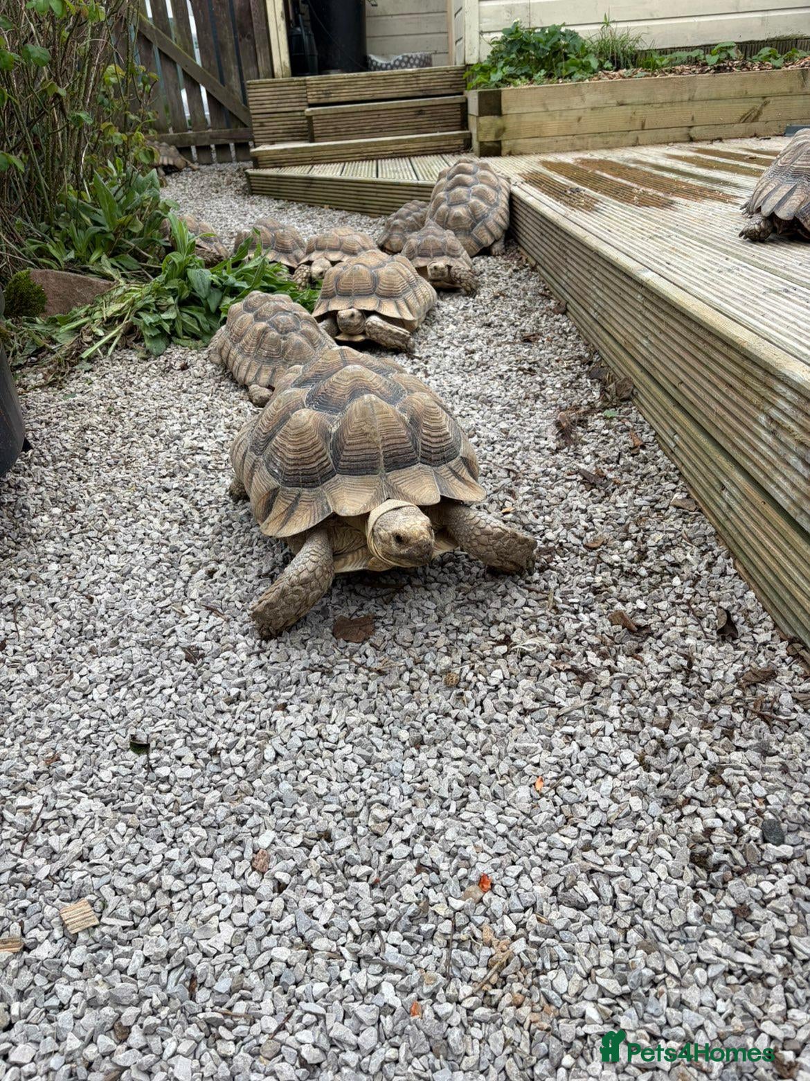 Tortoise reptiles Sulcata tortoises  - Advert 4