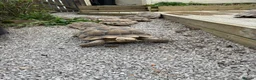 Tortoise reptiles for sale: Sulcata tortoises  - Advert 2