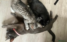 Russian Blue cats for sale: Silver tabby black tabby kittens  - Image 8
