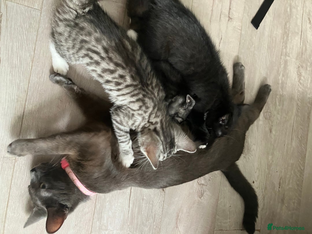 Russian Blue cats for sale: Silver tabby black tabby kittens  - Image 8