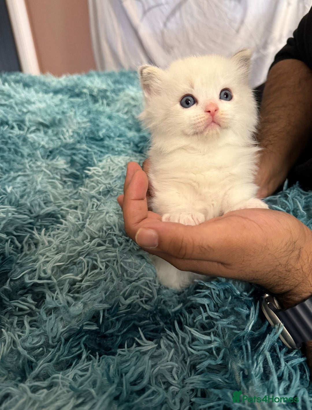 Ragdoll cats for sale: Ragdoll Kitten Boy - Image 3