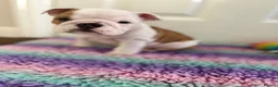 English Bulldog dogs for sale: 🔥READY NOW KC REG ENGLISH BULLDOG GIRL🔥 - Advert 5