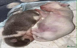 Chihuahua dogs for sale: Kc registered chihuahua pups  - Image 7