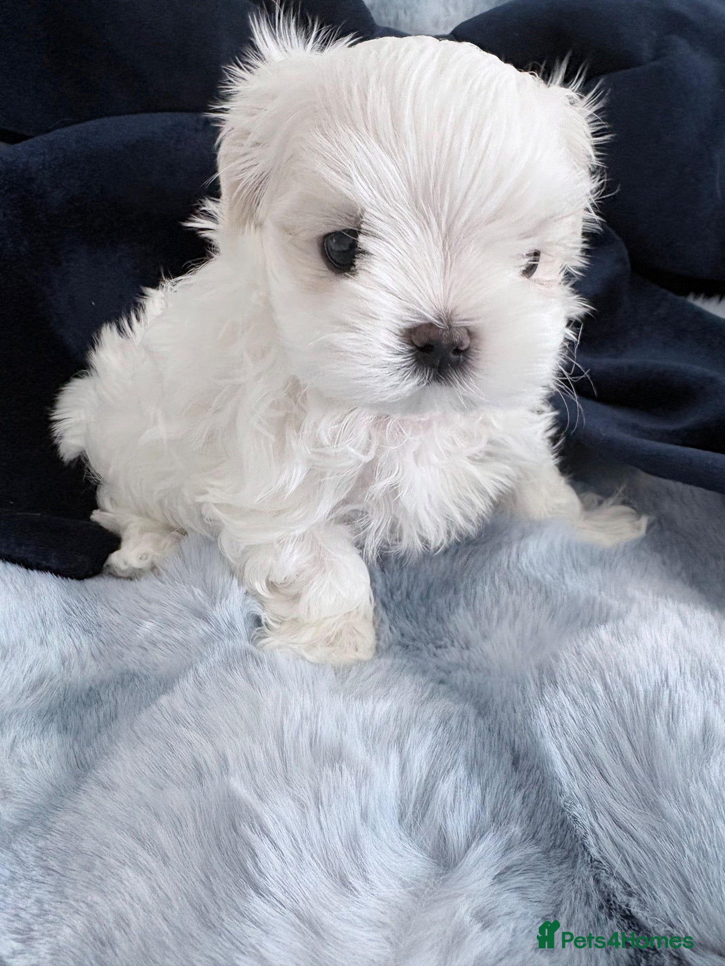 Maltese dogs for sale: 🩵Beautiful korean doll face puppies 🩷 - Advert 6