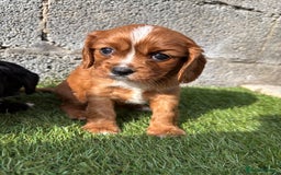 Cavalier King Charles Spaniel dogs for sale: Gorgeous cavalier puppies  - Image 8