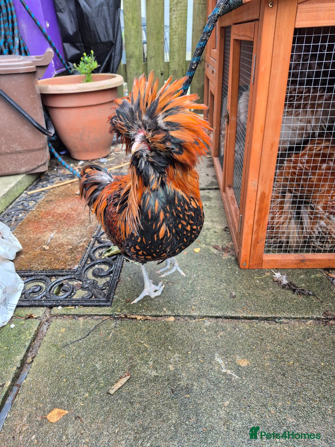 Chickens poultry for sale: Peking bantams and Polish bantams  - Image 8