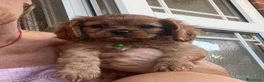 Cavalier King Charles Spaniel 2