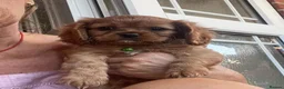 Cavalier King Charles Spaniel dogs for sale: Beautiful Cavalier King Charles Spaniel Puppies in Coventry - Advert 4