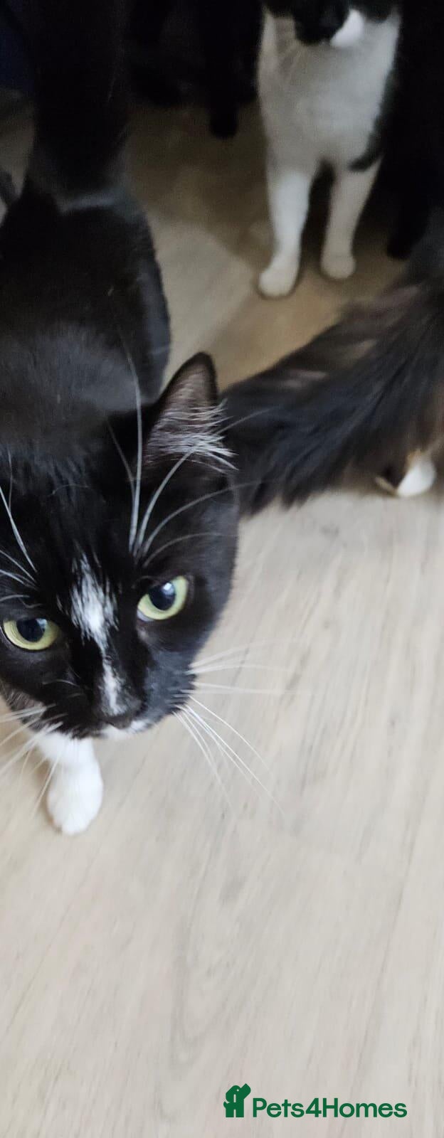 Mixed Breed cats Lilly is looking for her forever home - Advert 2