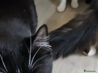 Mixed Breed cats Lilly is looking for her forever home - Advert 2