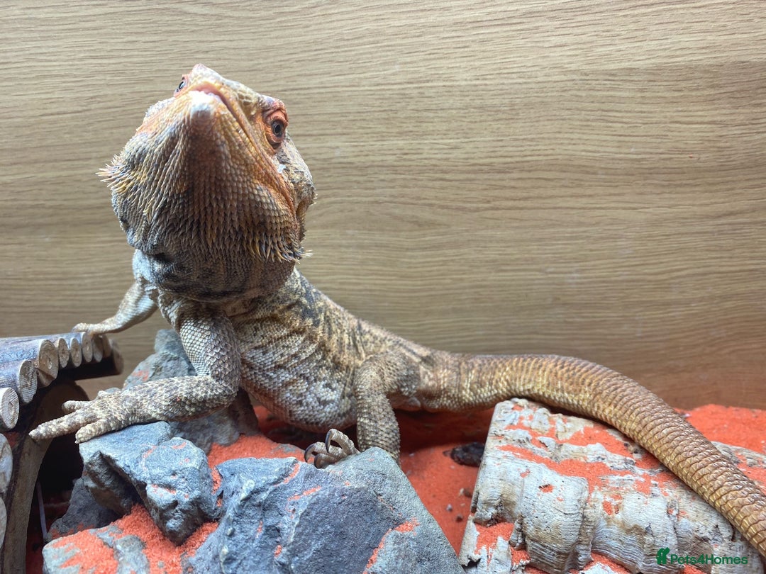 Bearded Dragon reptiles for sale: Male bearded dragon - Image 3