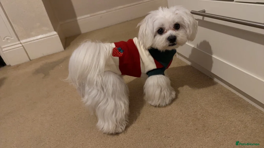 Maltese dogs for stud: kc registered Maltese Male for stud - Advert 4