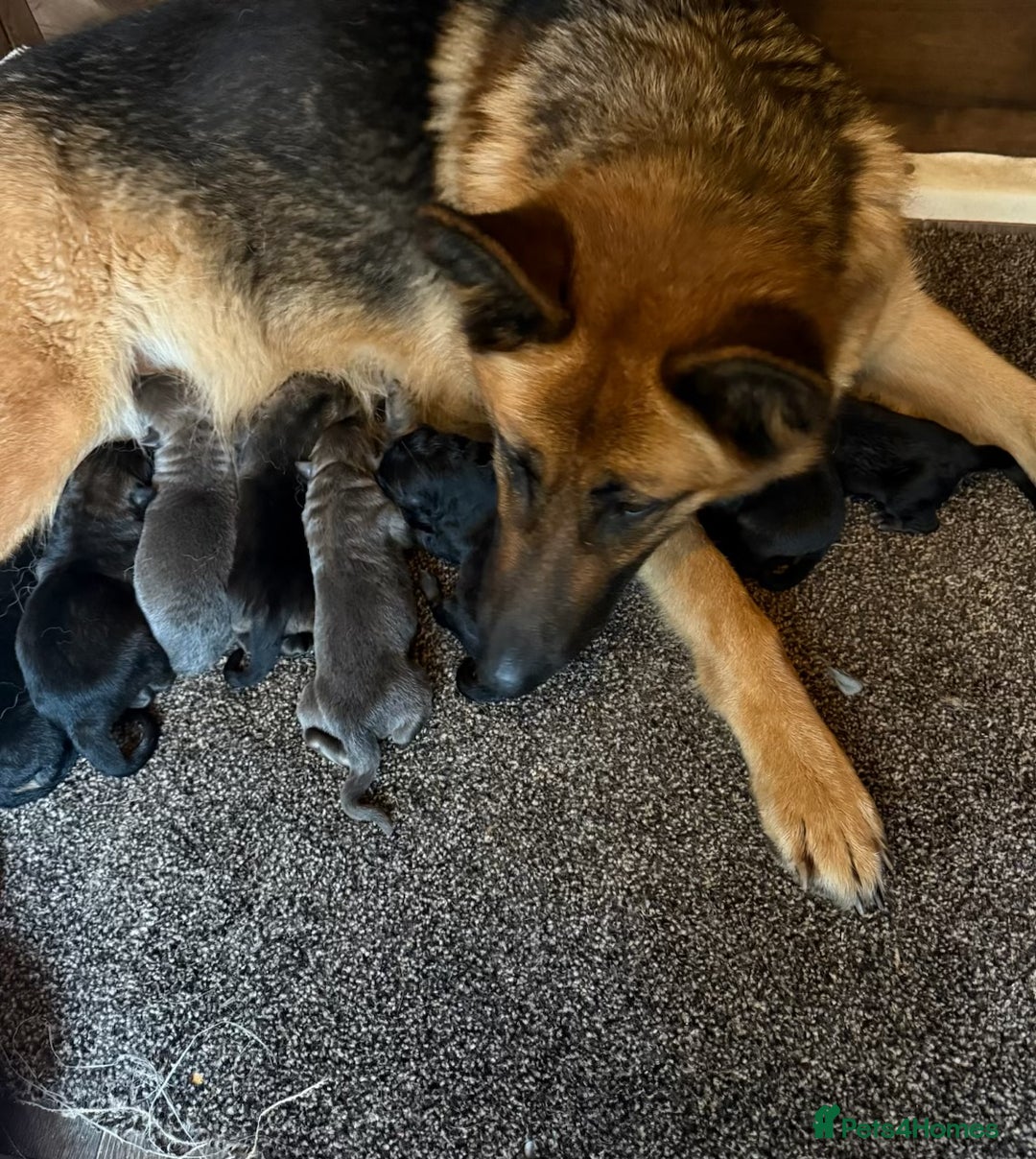 German Shepherd dogs for sale: German shepherd puppies - Advert 1