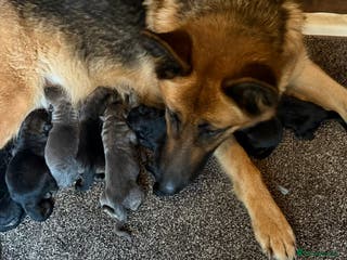 German Shepherd dogs German shepherd puppies - Advert 2