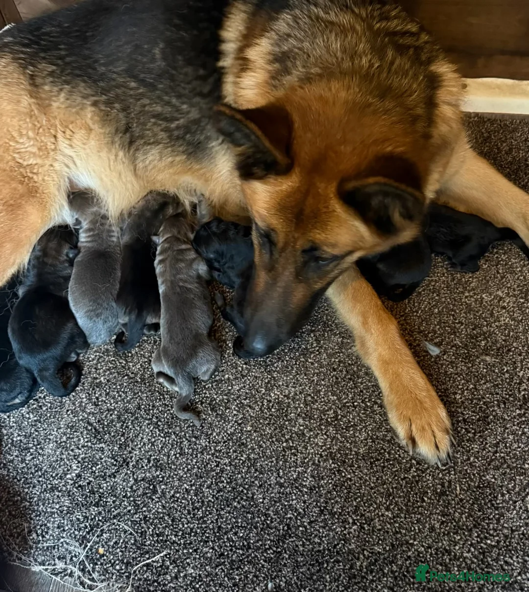German Shepherd dogs for sale: German shepherd puppies - Advert 6
