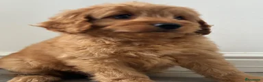 Cockapoo 2