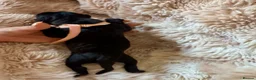 Cane Corso dogs for sale: Cane corso - Advert 8