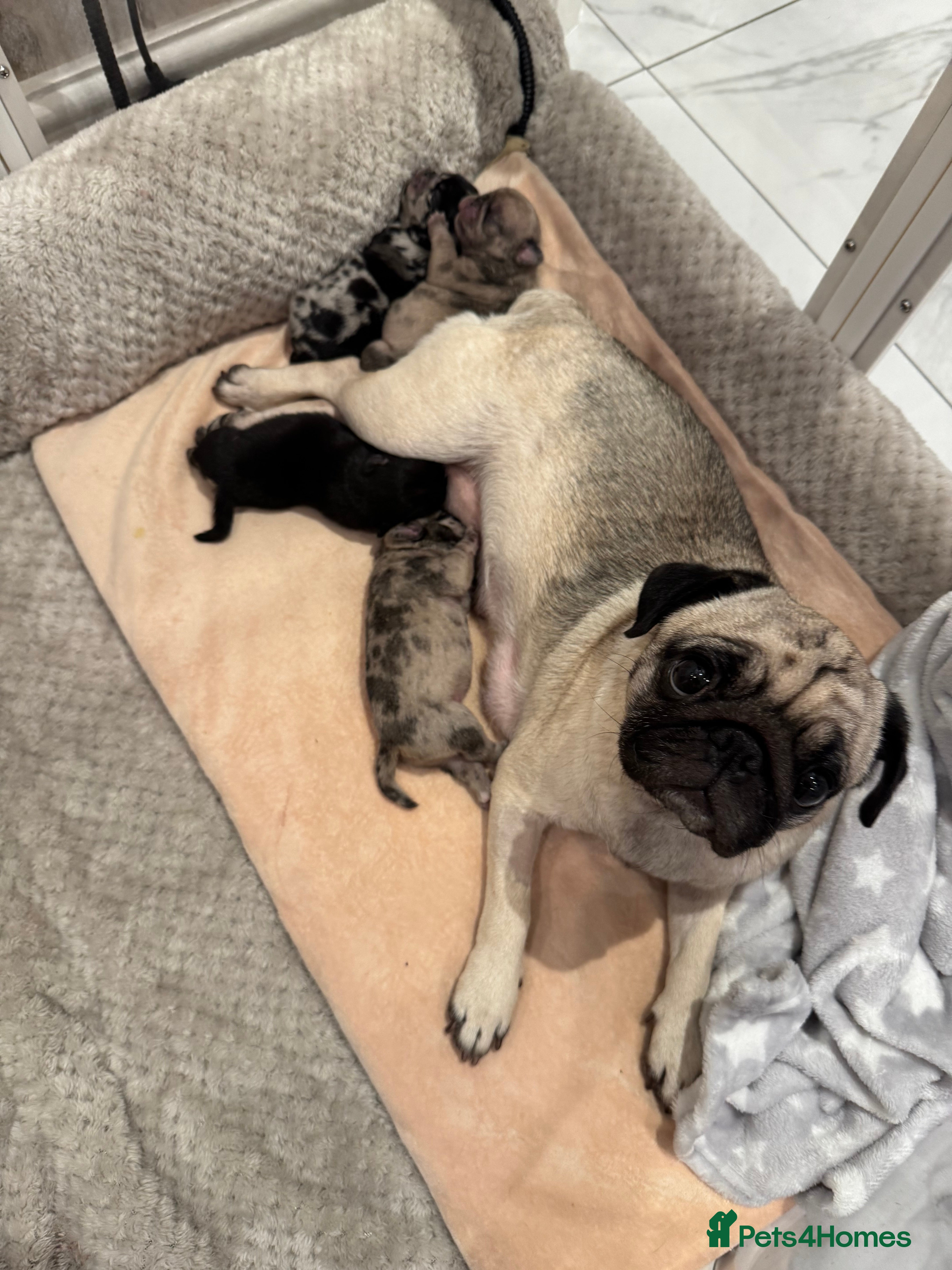 Frug dogs Pug/Frenchie - Advert 1