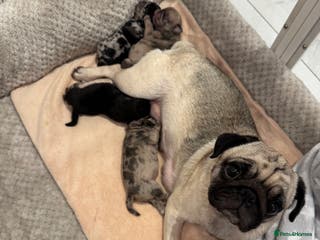 Frug dogs Pug/Frenchie - Advert 16