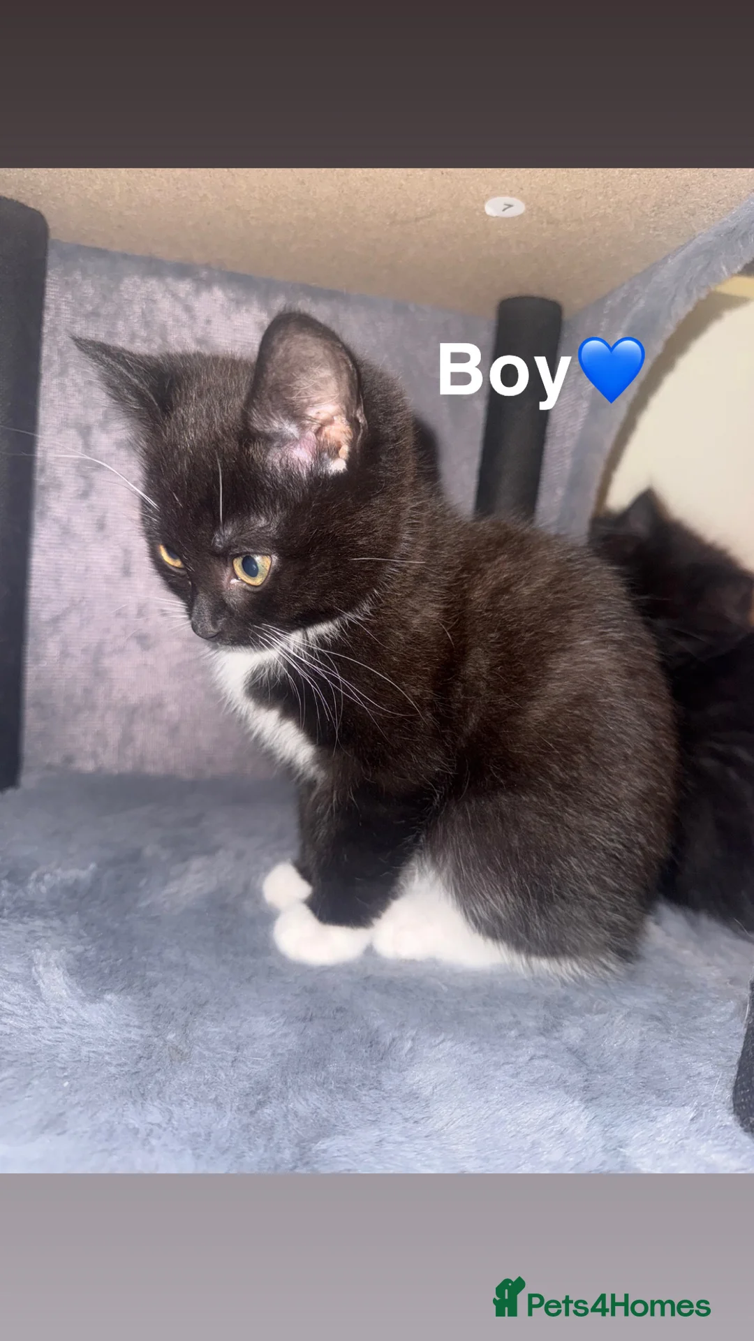 Mixed Breed cats for sale: 2 beautiful British shorthair X kittens - Advert 5