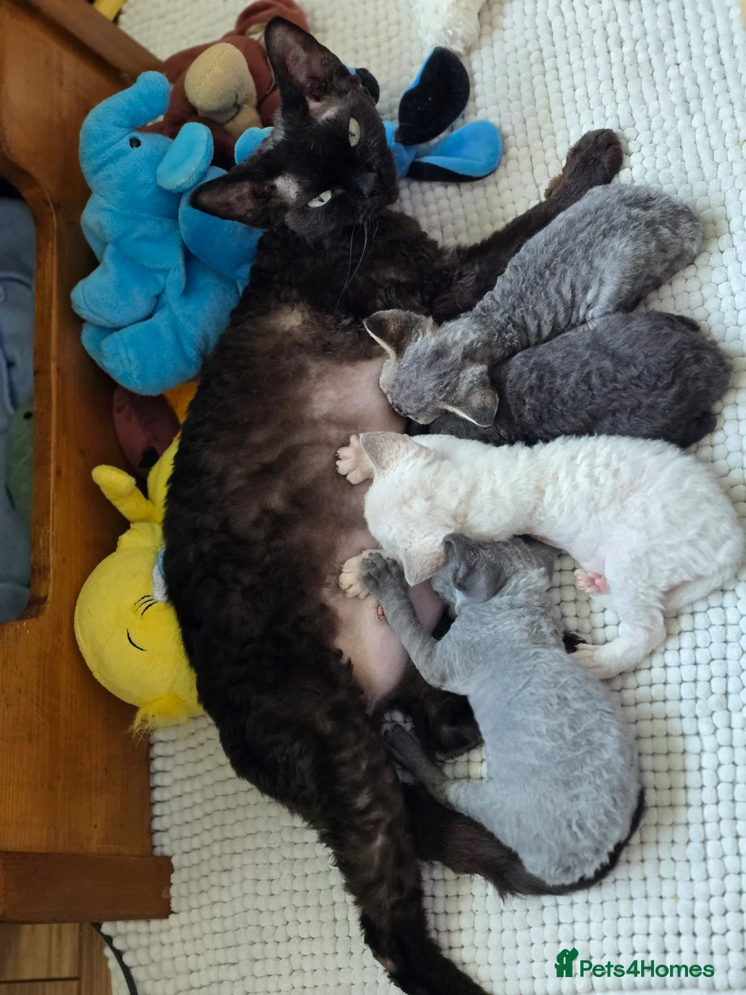 Devon Rex cats for sale: Devon Rex curly coated gremlins - Advert 1