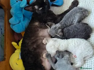 Devon Rex cats Devon Rex curly coated gremlins - Advert 2