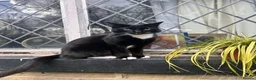 Mixed Breed cats for sale: Abel and Loki (For Adoption) Senior Cats - Advert 3