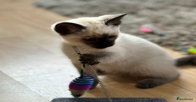 Siamese cats - Advert 4