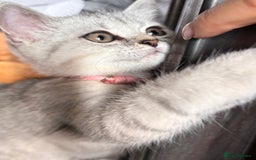 British Shorthair cats for sale: ✨LAST KITTEN LEFT✨OPEN TO OFFERS FOR RIGHT HOME✨ - Image 18