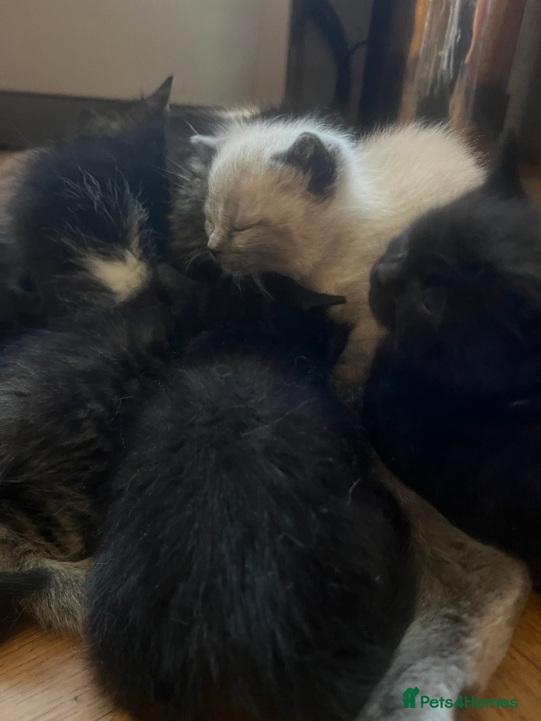Mixed Breed cats for sale: Adorable Kittens Ready to Leave soon - Advert 18