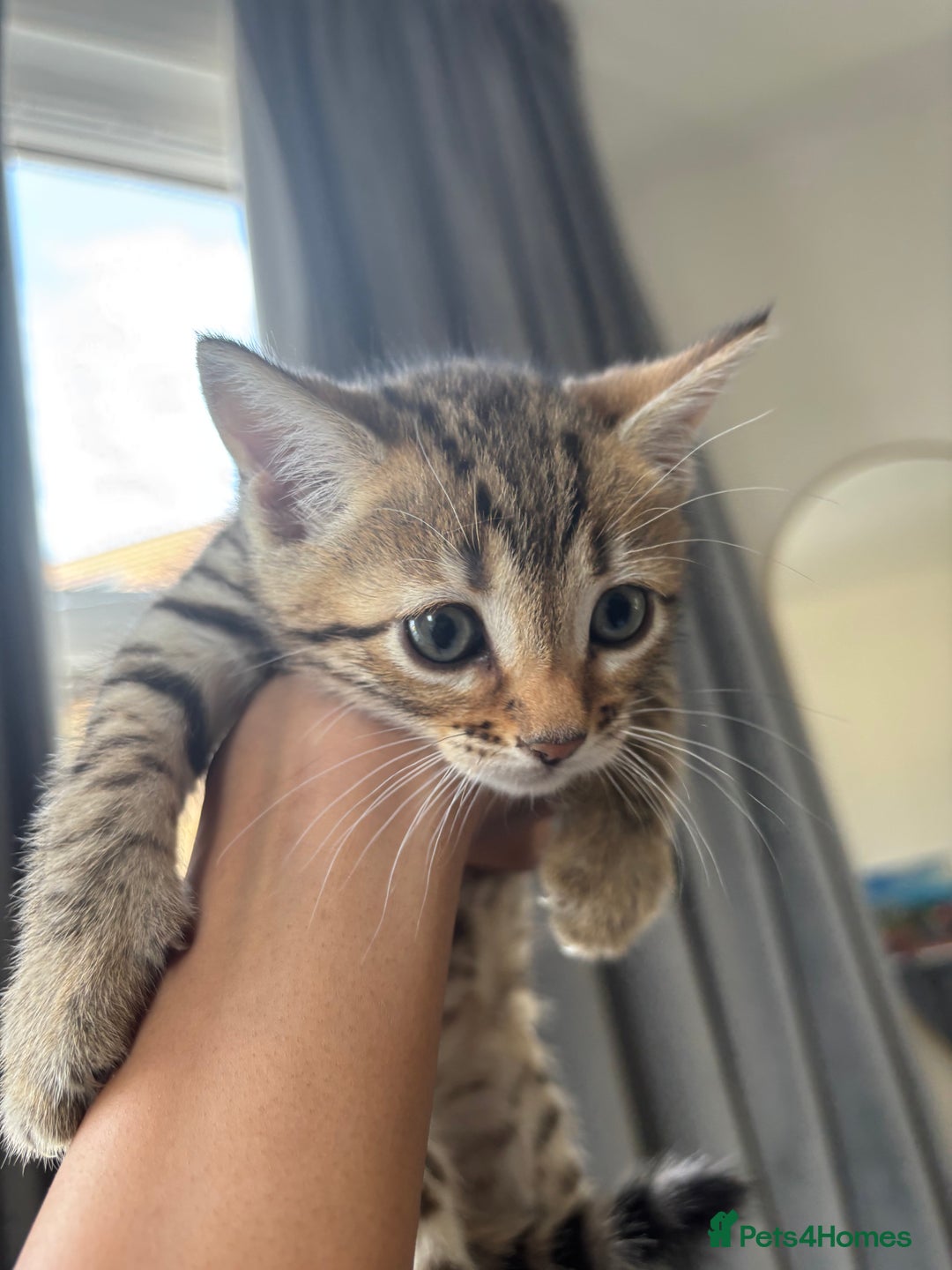 Bengal cats for sale: Bengal Kittens Ready2Go (Mother is TICA certified) in London - Image 6