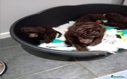 Toy Poodle dogs for sale: Toy poodle  - Image 3