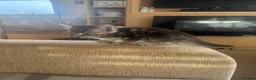 Mixed Breed cats for sale: 5 beautiful kittens  - Advert 5